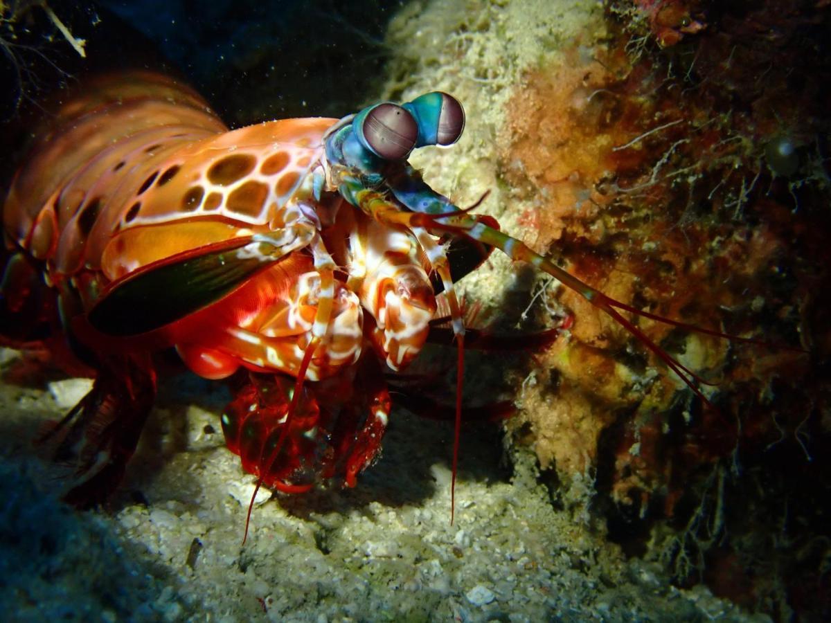 Alegria Dive Resort Zewnętrze zdjęcie