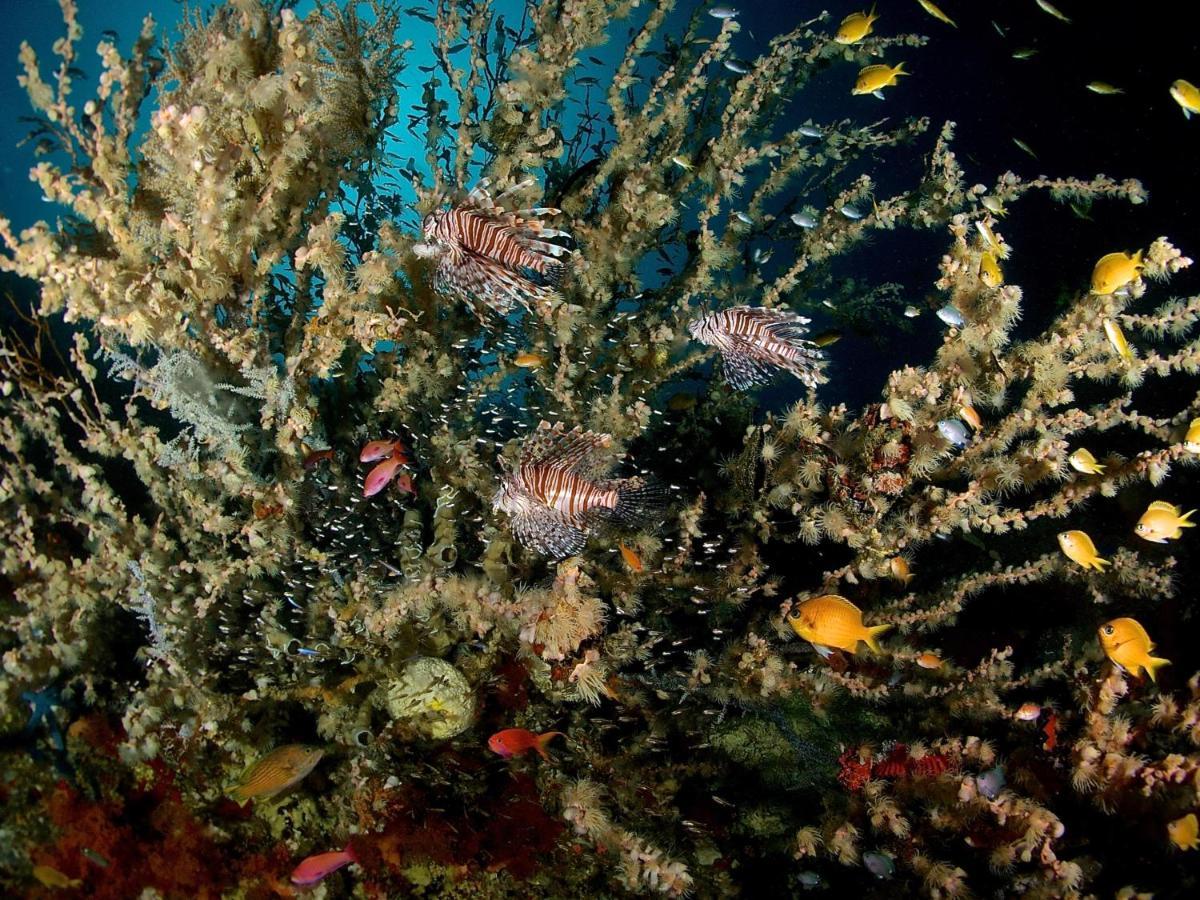 Alegria Dive Resort Zewnętrze zdjęcie