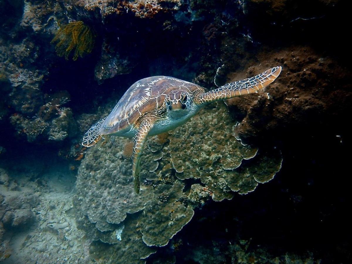 Alegria Dive Resort Zewnętrze zdjęcie